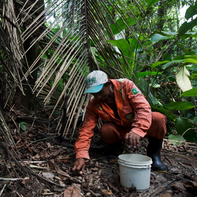 Alexandre Silva collects murumuru seeds in the Amazonian rainforest. © AFP...