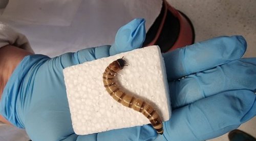 Polystyrene-munching superworms could hold key to plastic upcycling