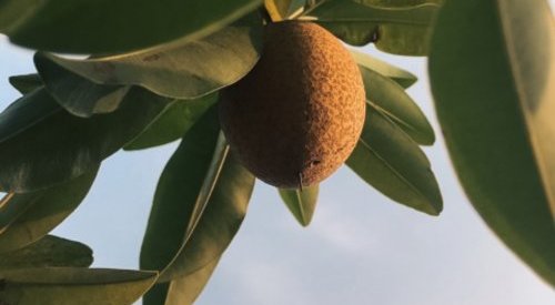 Berkem valorise les feuilles de kiwi d'origine France dans un nouvel actif soin
