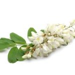 Skin'Calm is extracted from the flower of false acacia (Robinia pseudoacacia)