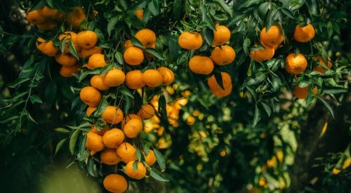 Mibelle upcycles mandarin peels to combat inflammaging