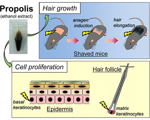 Propolis induces hair keratinocyte proliferation, according to the study...
