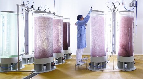 Codif : Une nouvelle étape dans la culture d'algue en photo-bioreacteur