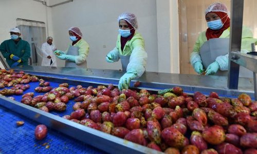 Tunisia: Prickly pear producers predict cacti cosmetics cash-in