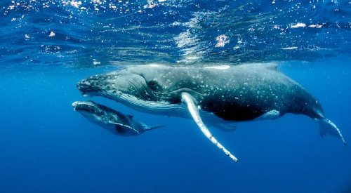 Blue whales eat 10 million pieces of microplastic a day: study