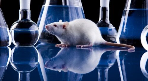 L'industrie cosmétique appelle à défendre l'interdiction des tests sur animaux