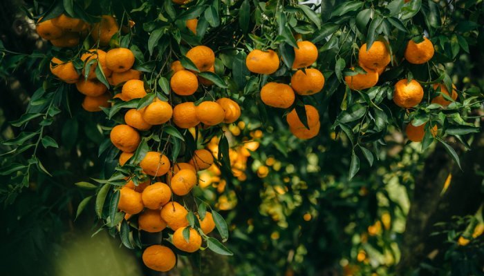 Mibelle upcycles mandarin peels to combat inflammaging