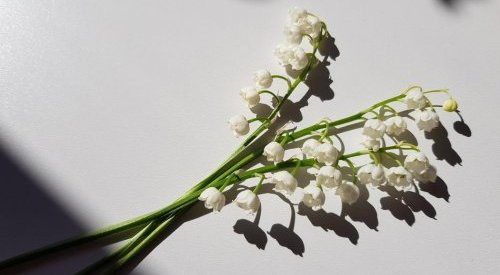 Firmenich and Jungle create a sustainable lily of the valley extract