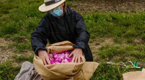 La cueillette des roses en 2020 au Domaine de Manon à Grasse