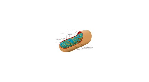 Anti-Aging: Protection strategies for mitochondria