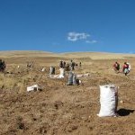 Maca harvest in Peru (Photo: Les actifs cosmétiques Expanscience)