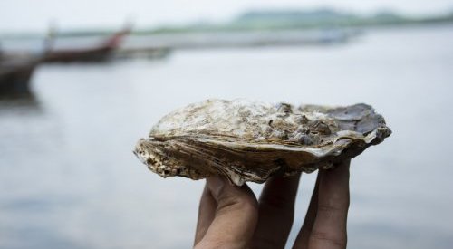 Oysters reveal their benefits and enter into cosmetic formulations