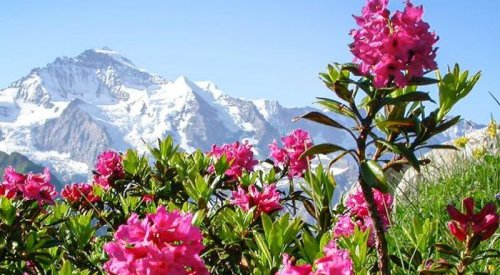 Mibelle calls on the Alpine rose to fight cellular senescence