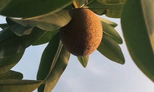 Berkem valorise les feuilles de kiwi d'origine France dans un nouvel actif soin
